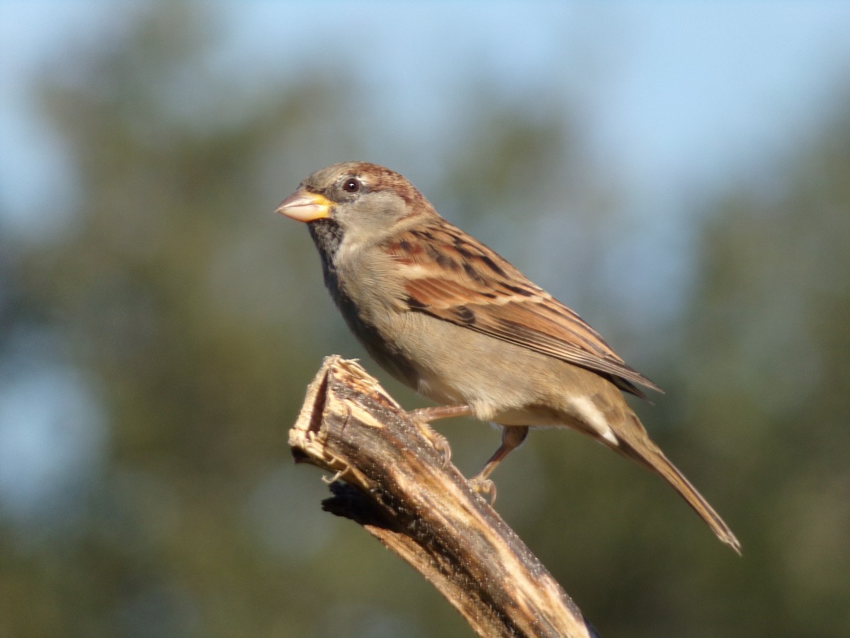 Moineau domestique - ML624220166