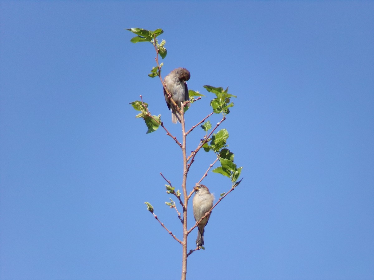 Moineau domestique - ML624220167