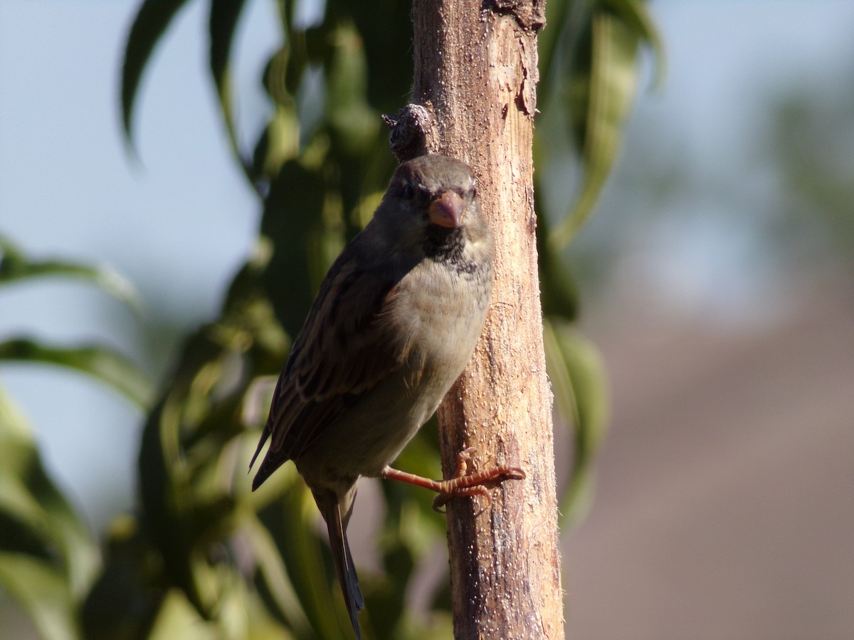 Moineau domestique - ML624220168