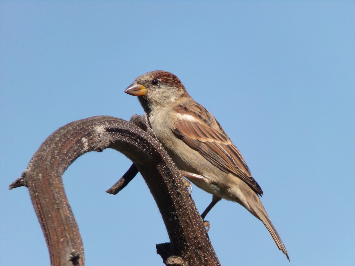 House Sparrow - ML624220169