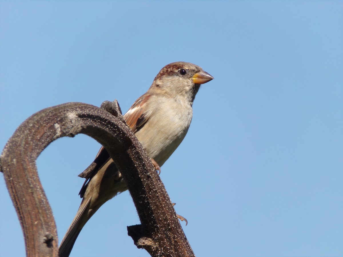 Moineau domestique - ML624220170