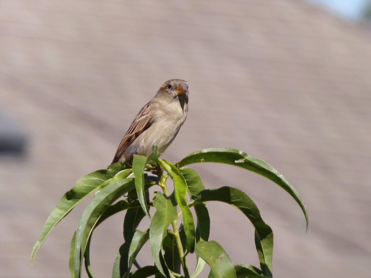 Moineau domestique - ML624220171