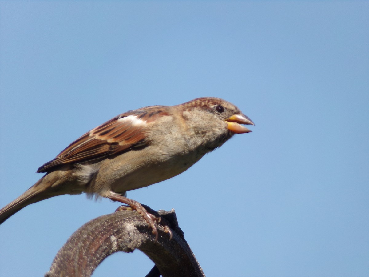 Moineau domestique - ML624220172