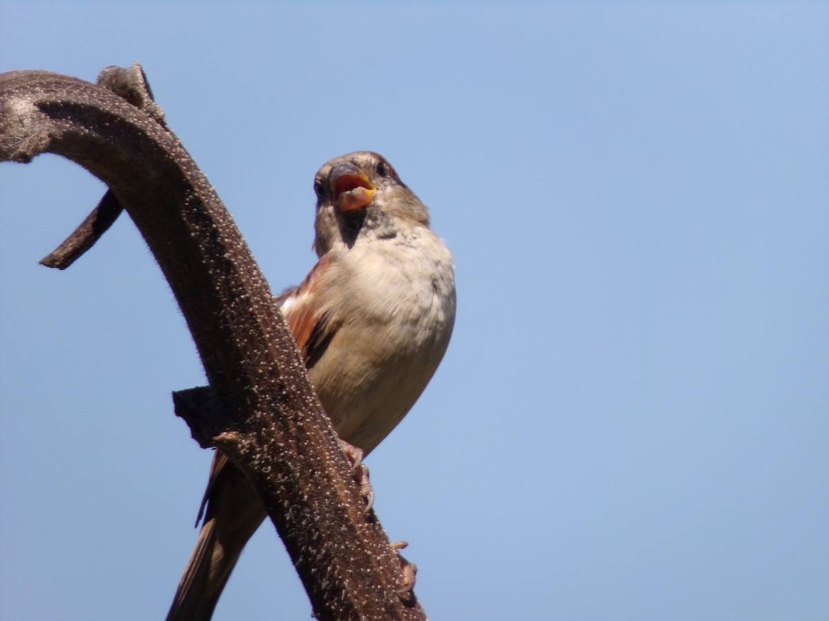 House Sparrow - Texas Bird Family