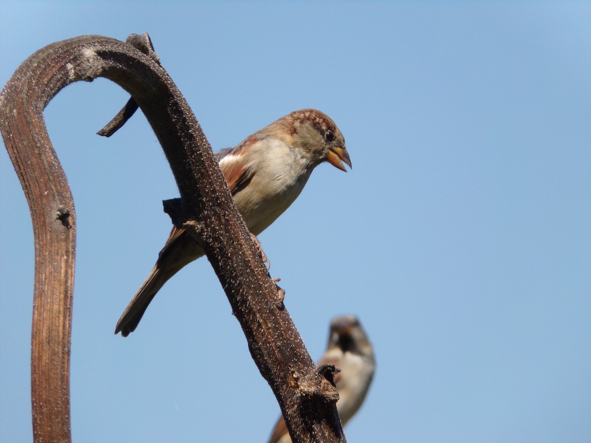 Moineau domestique - ML624220174