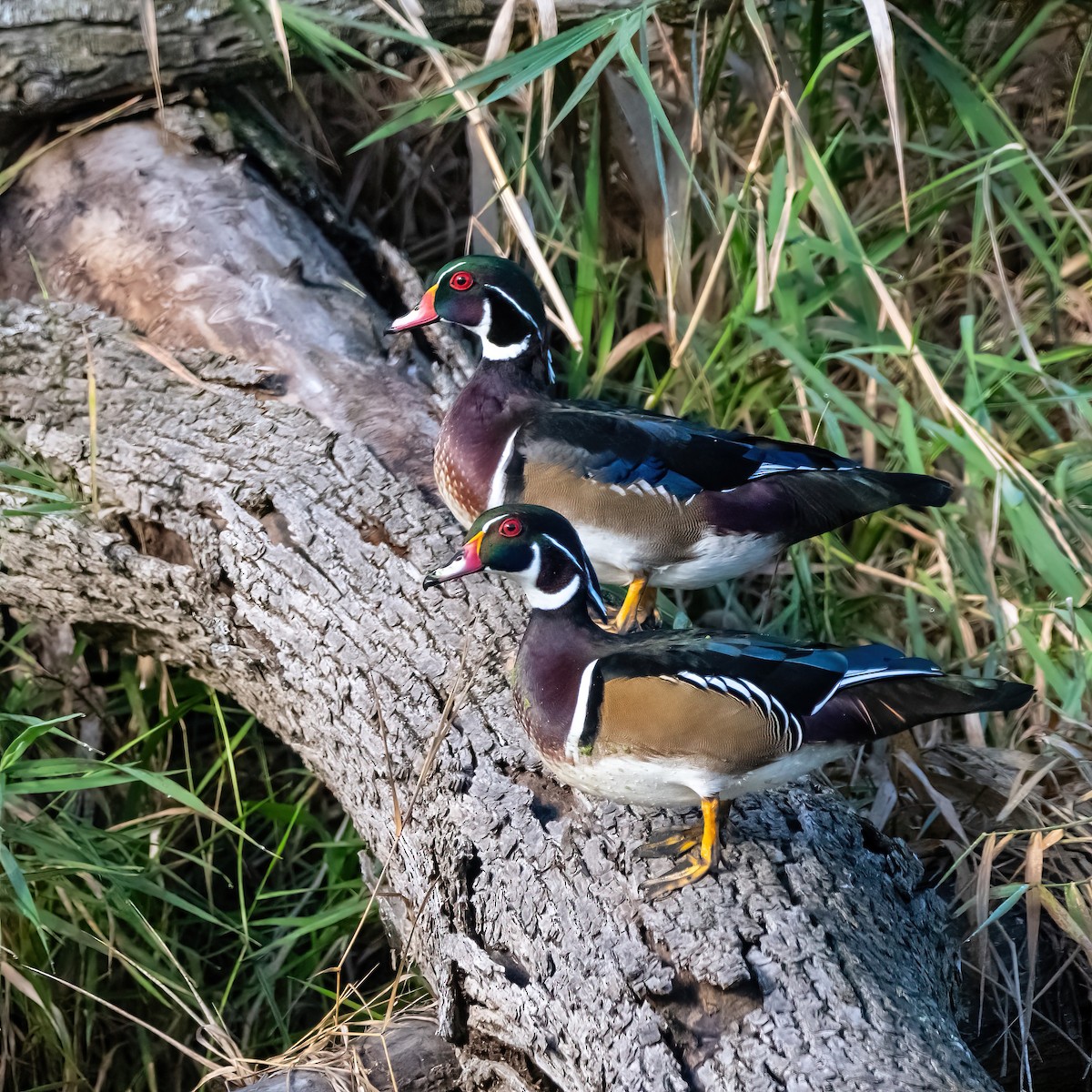 Wood Duck - ML624220176