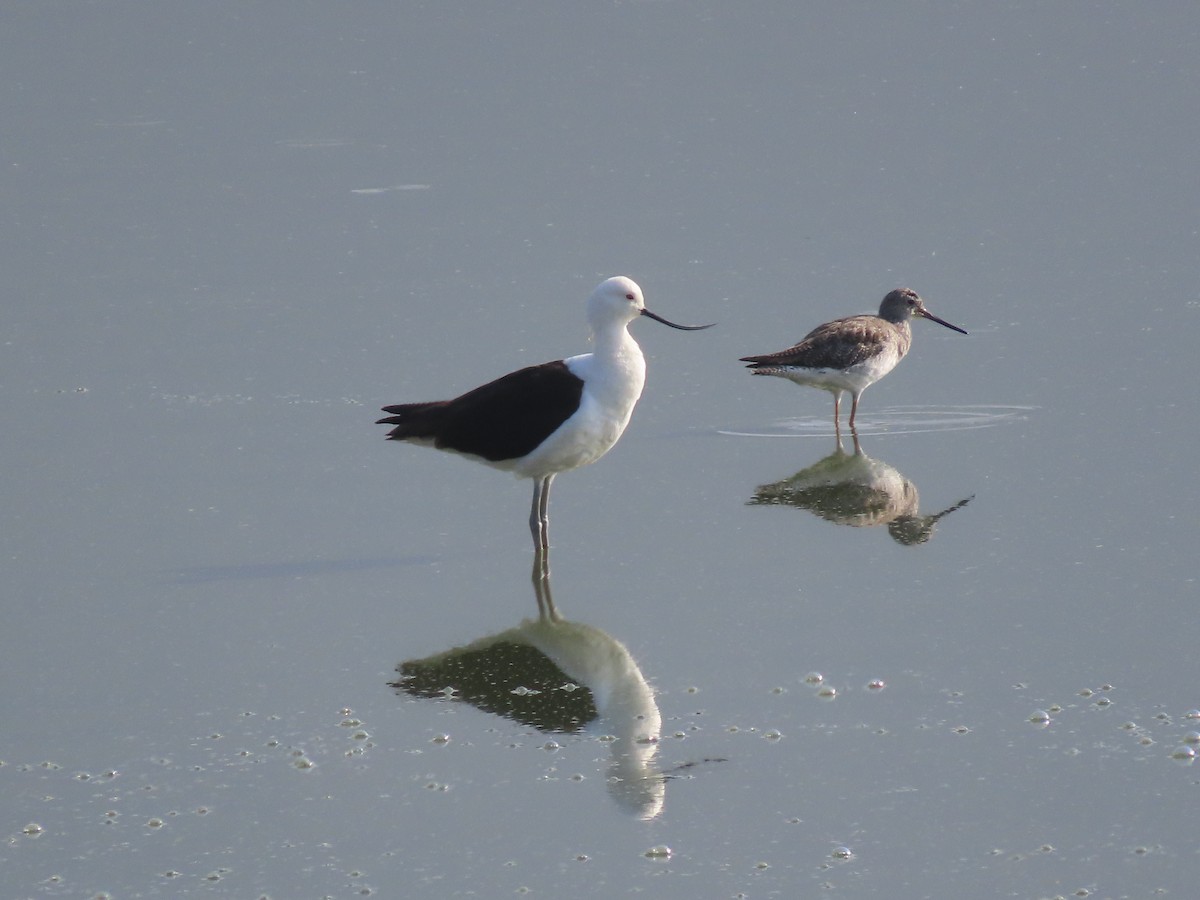 Avocette des Andes - ML624220177