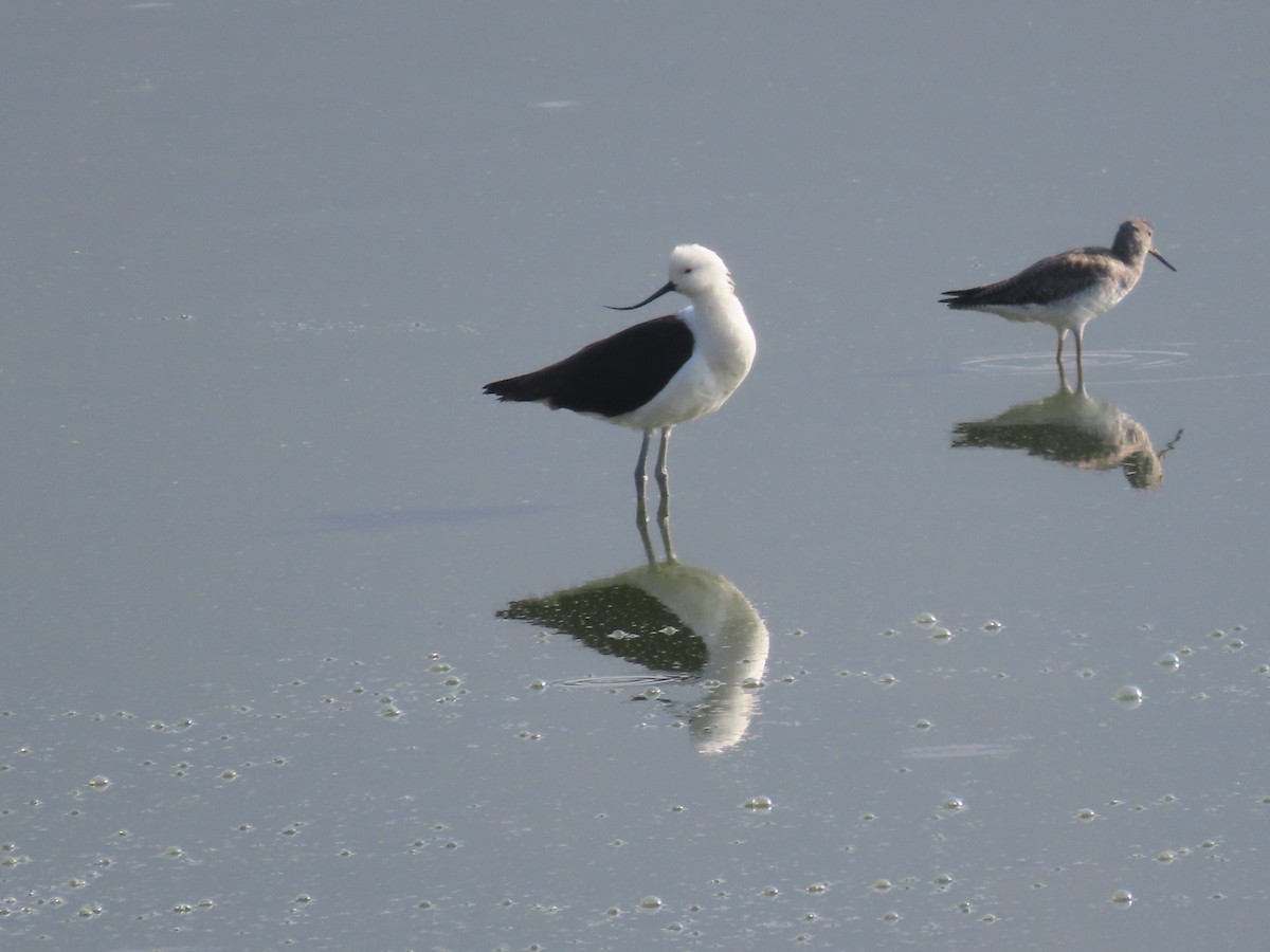 Avocette des Andes - ML624220179