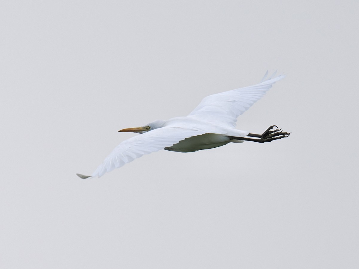 Eastern Cattle Egret - ML624220180