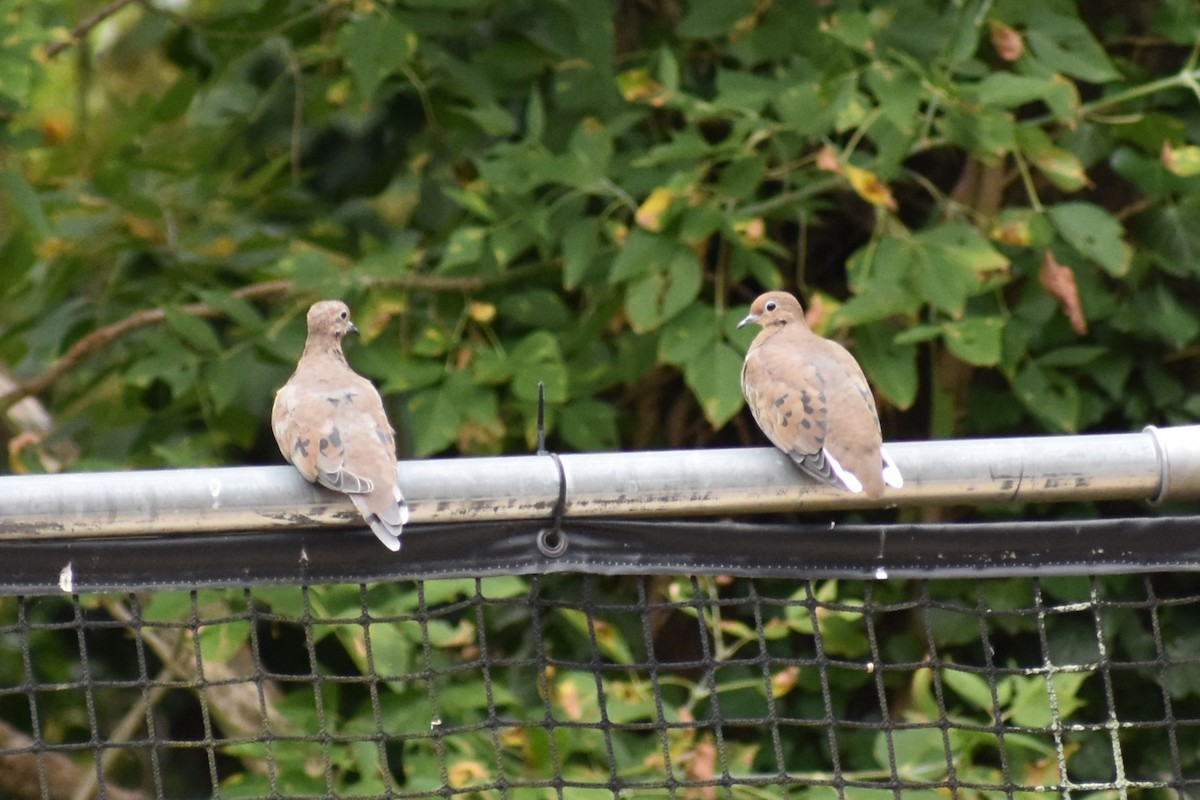 Mourning Dove - ML624220181