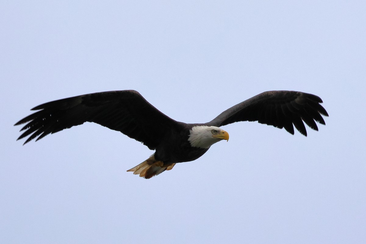 Weißkopf-Seeadler - ML624220182