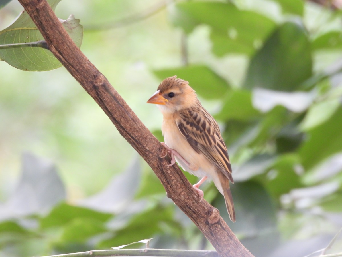 Baya Weaver - ML624220183