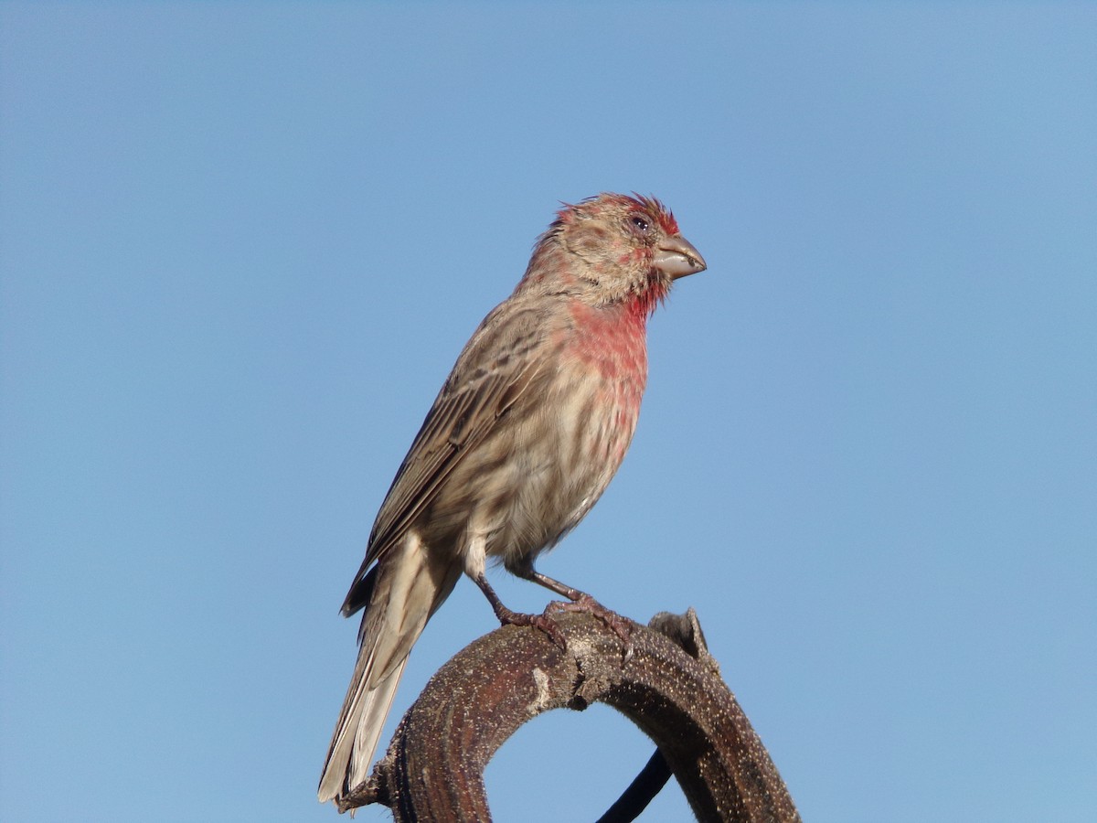 House Finch - ML624220184