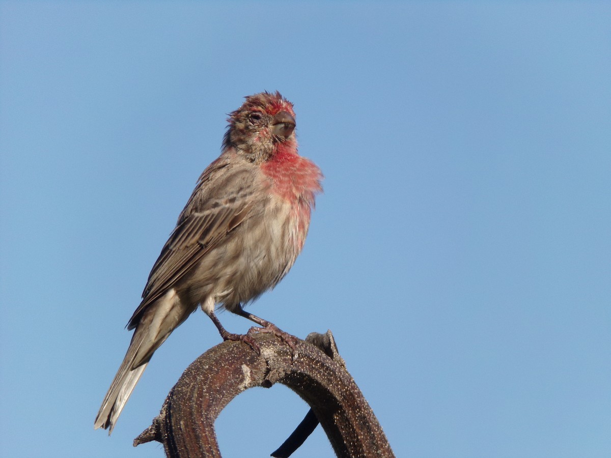 House Finch - Texas Bird Family