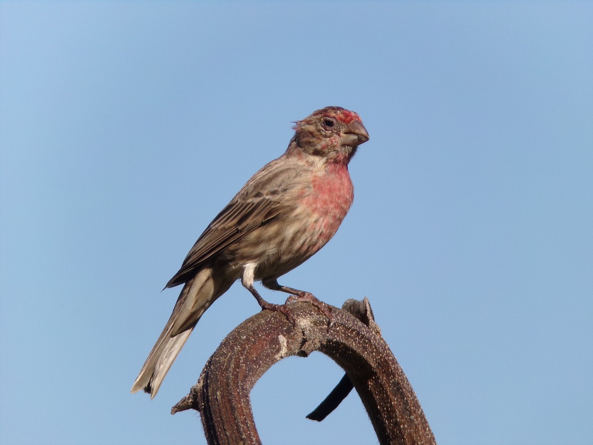 House Finch - ML624220186