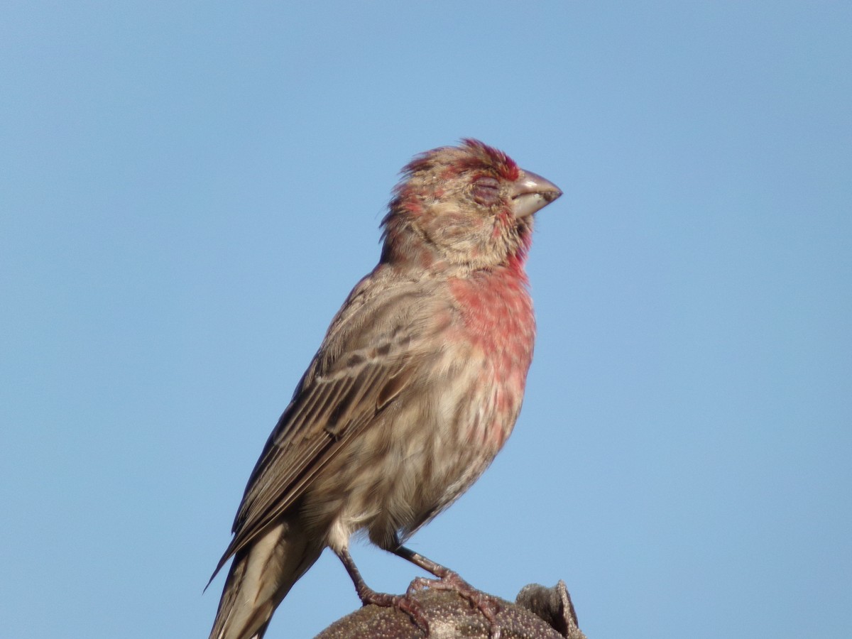 House Finch - ML624220187