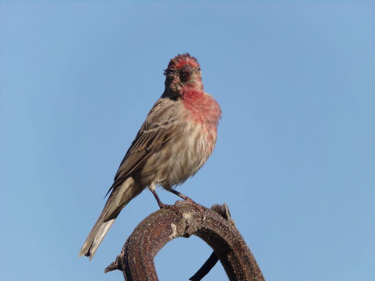 House Finch - ML624220188