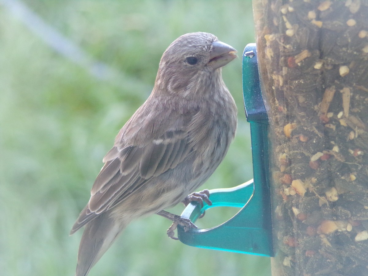 House Finch - ML624220189