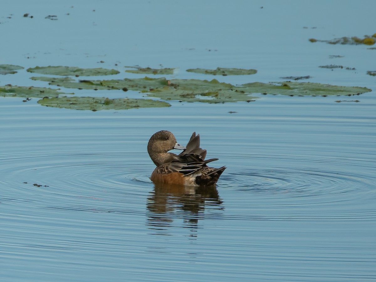 American Wigeon - ML624220190