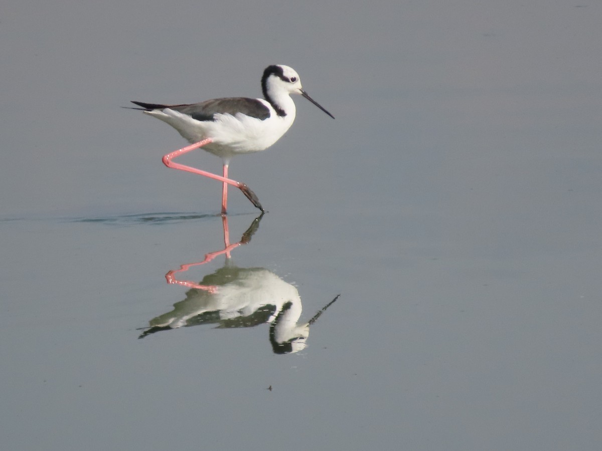 Black-necked Stilt (White-backed) - ML624220191