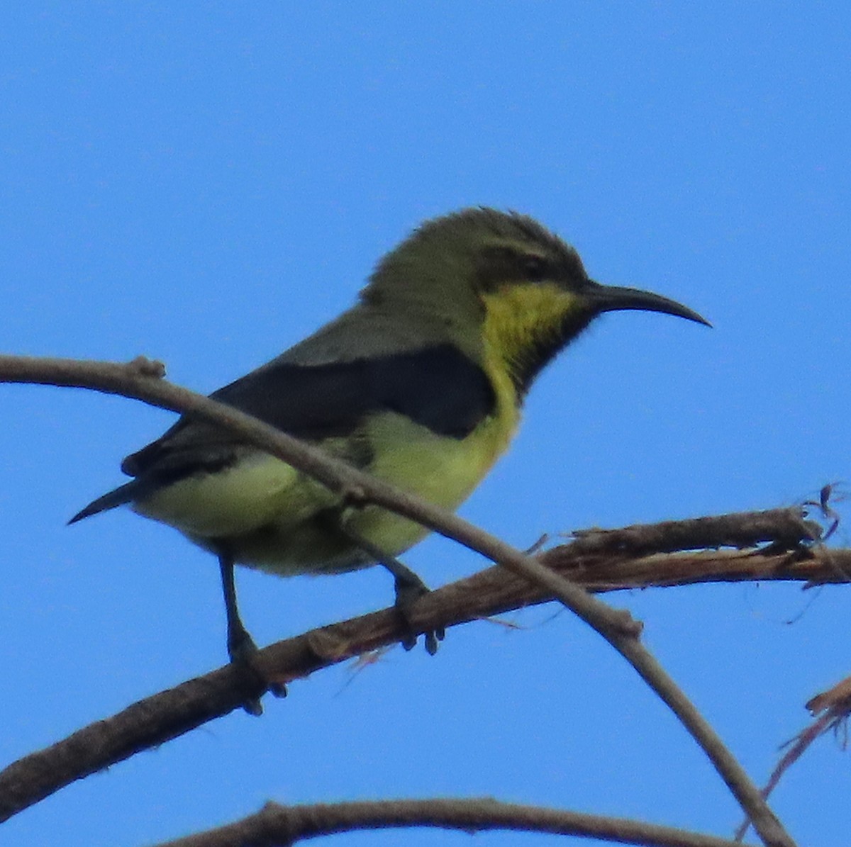 Purple Sunbird - ML624220192