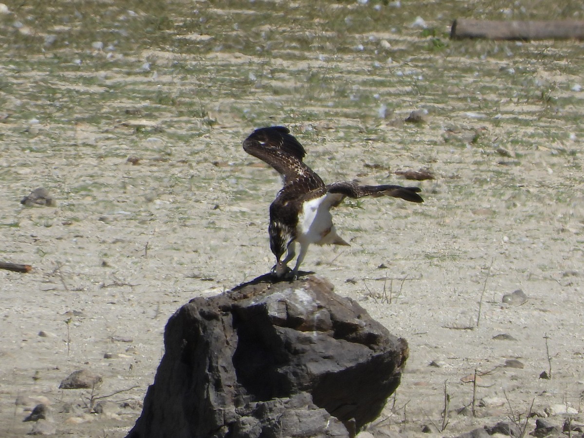 Balbuzard pêcheur - ML624220193