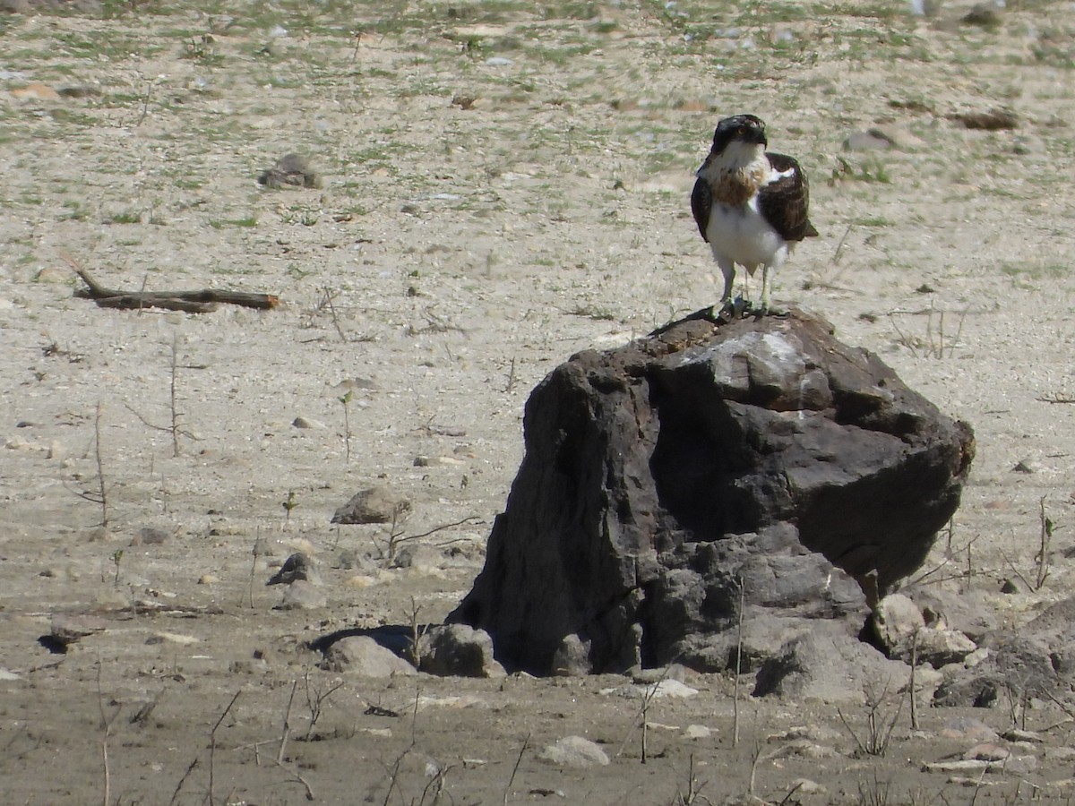 Osprey - Francisco Molinero