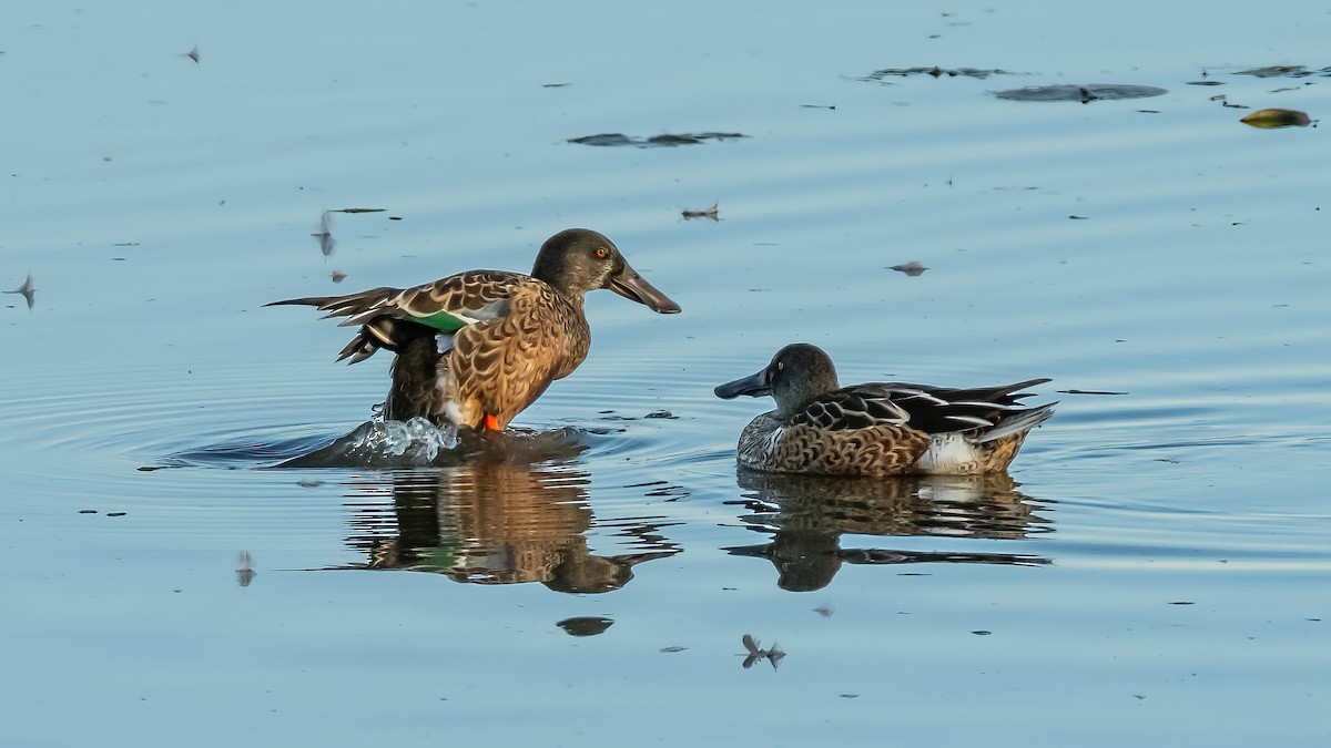 Canard souchet - ML624220196