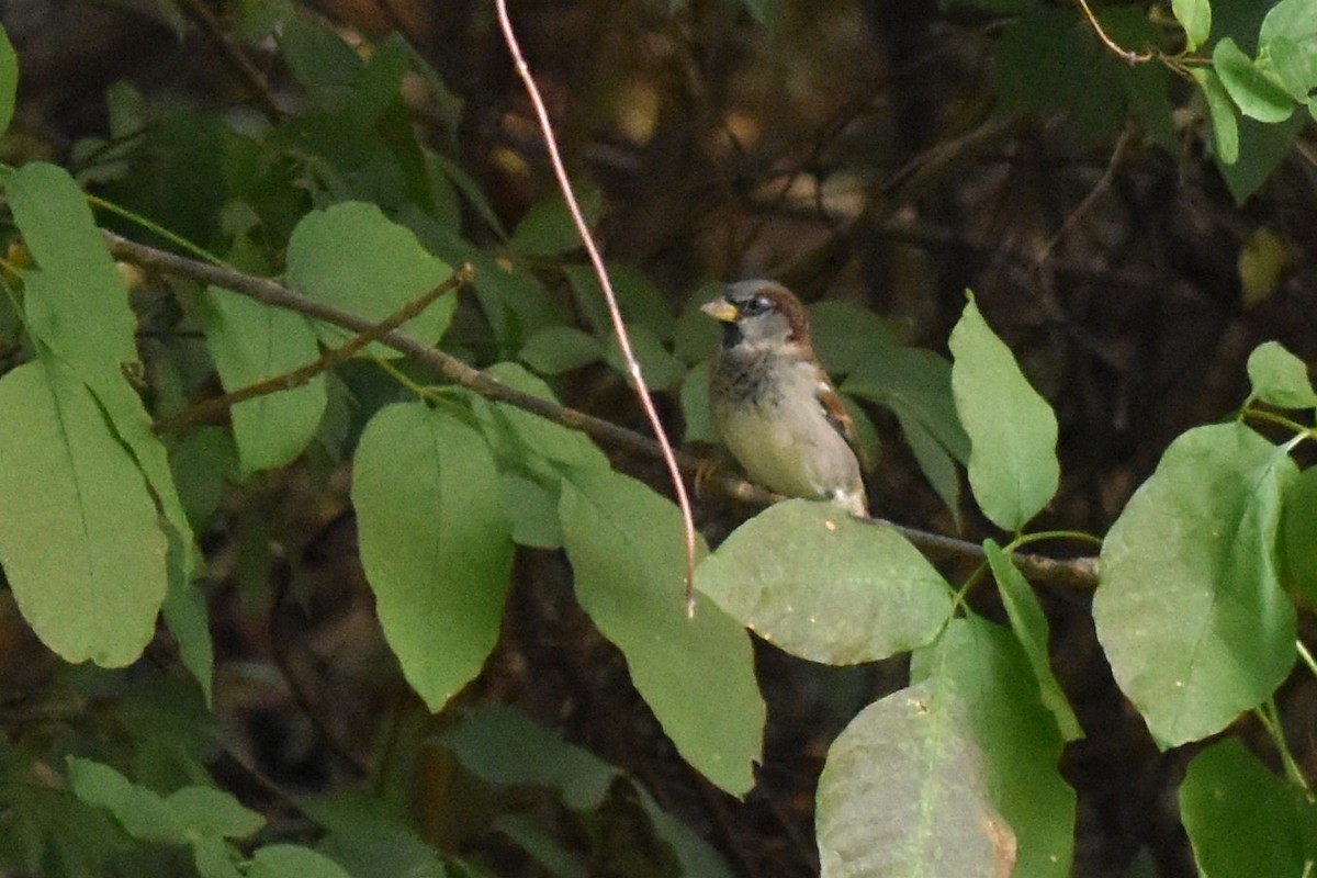 House Sparrow - ML624220200