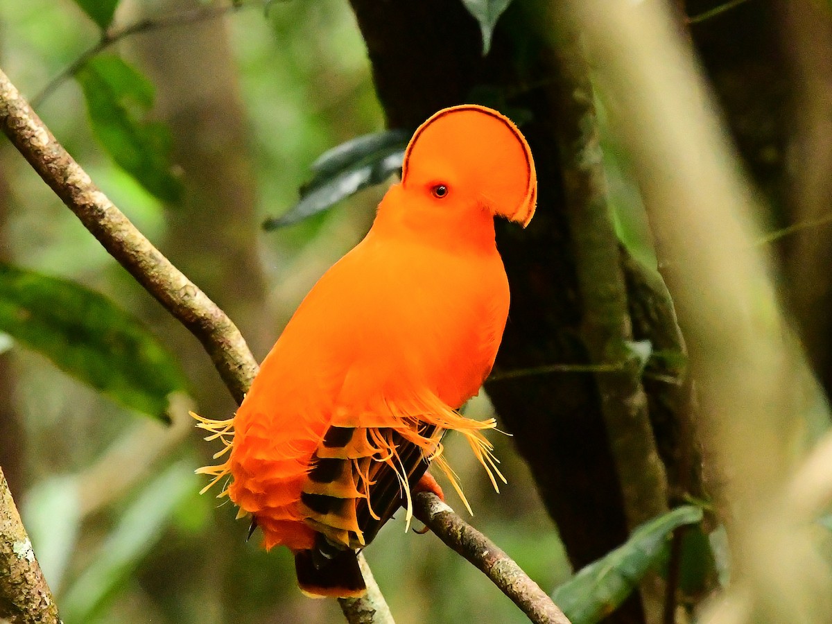 Guianan Cock-of-the-rock - ML624220201