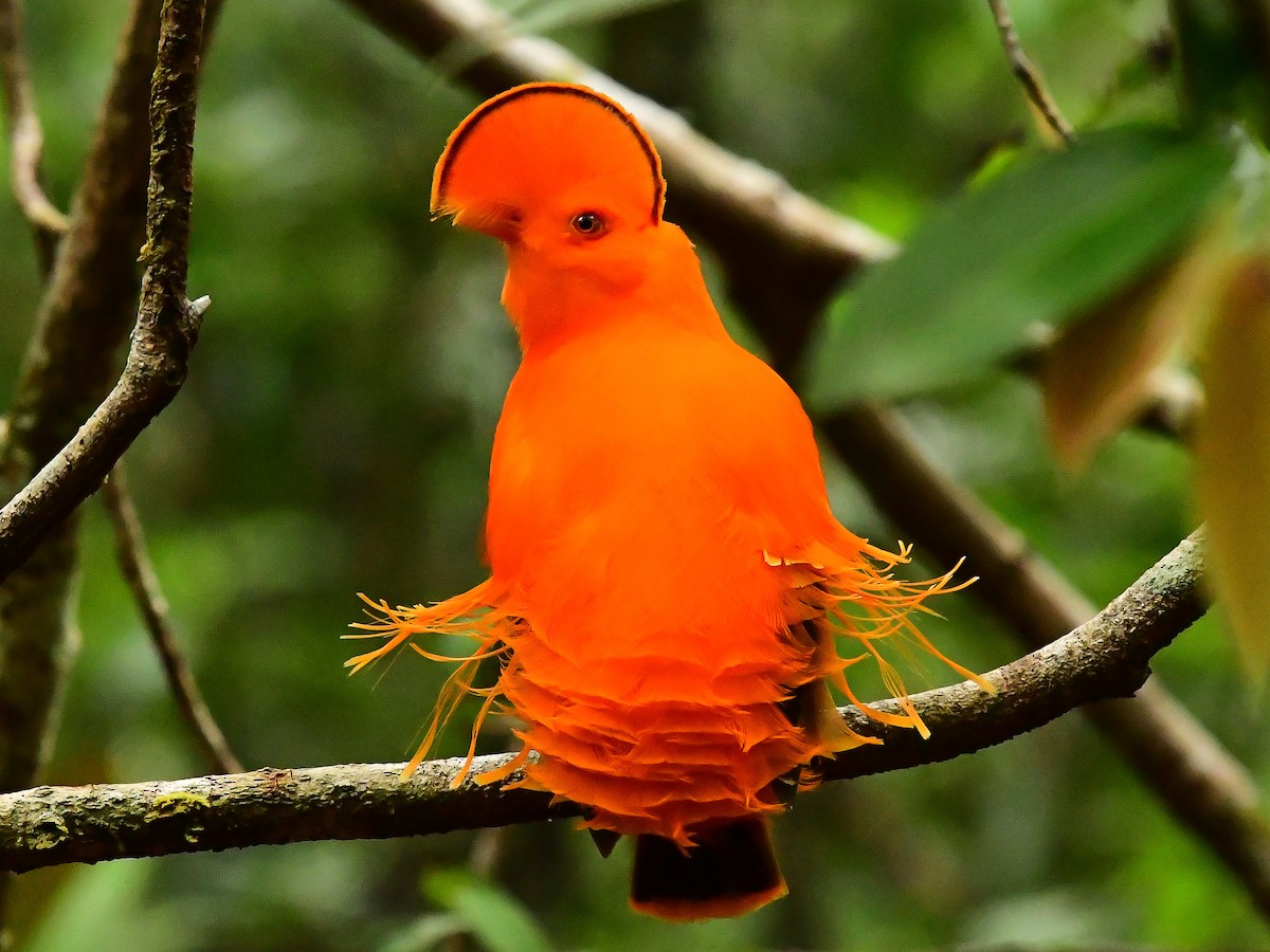 Guianan Cock-of-the-rock - ML624220202