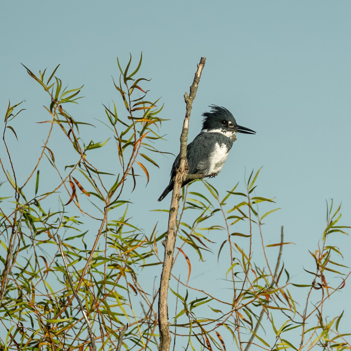 Belted Kingfisher - ML624220204