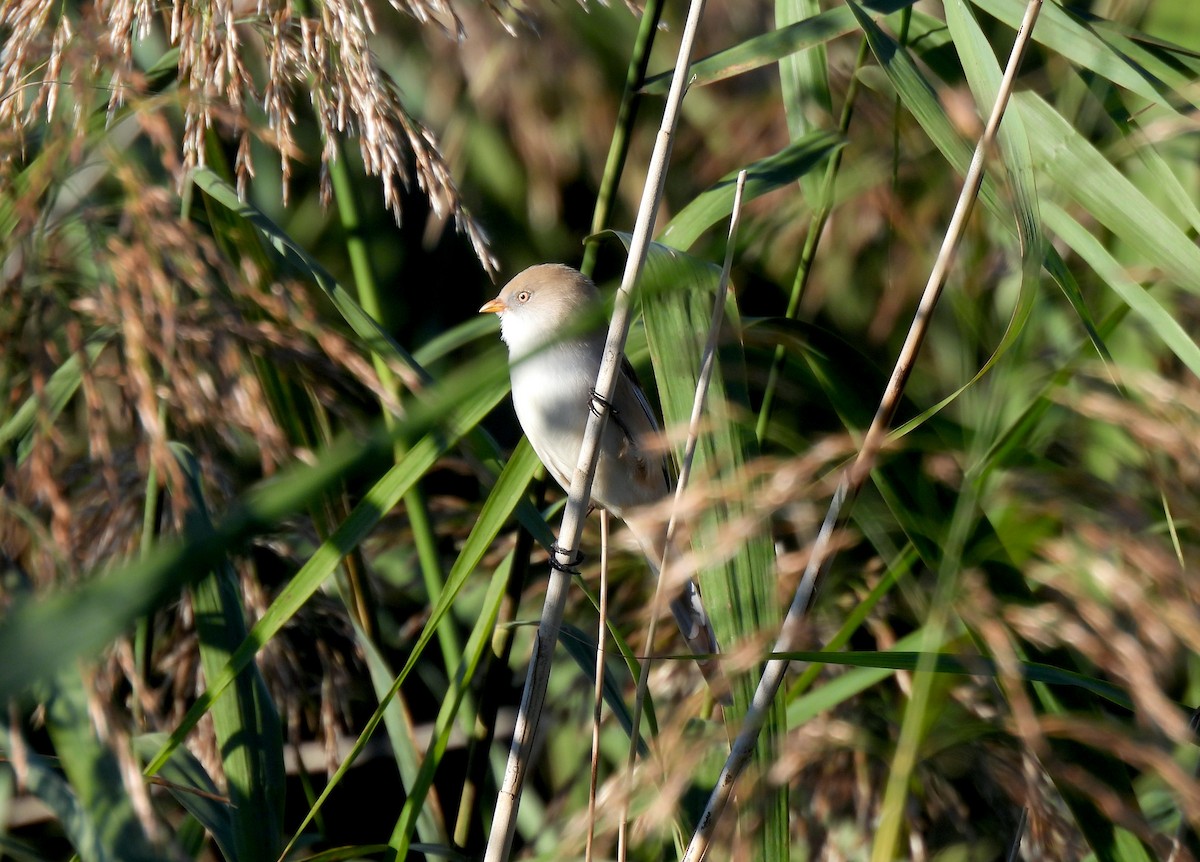 Bearded Reedling - ML624220205