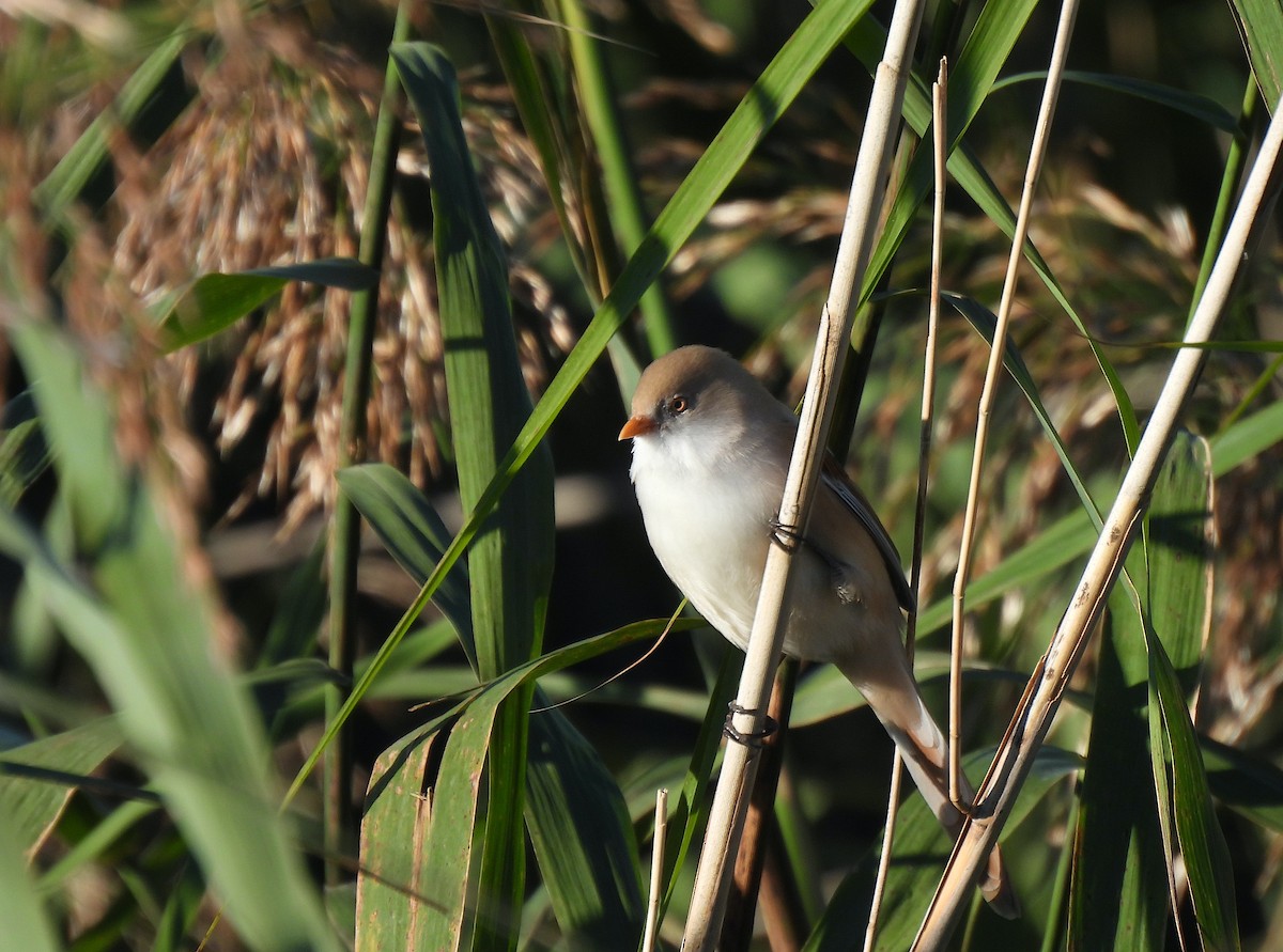 Bearded Reedling - ML624220207