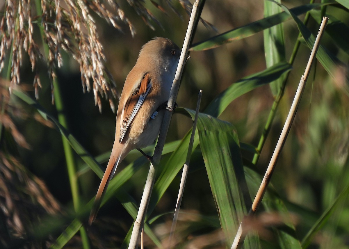 Bearded Reedling - Mike Vlasatý