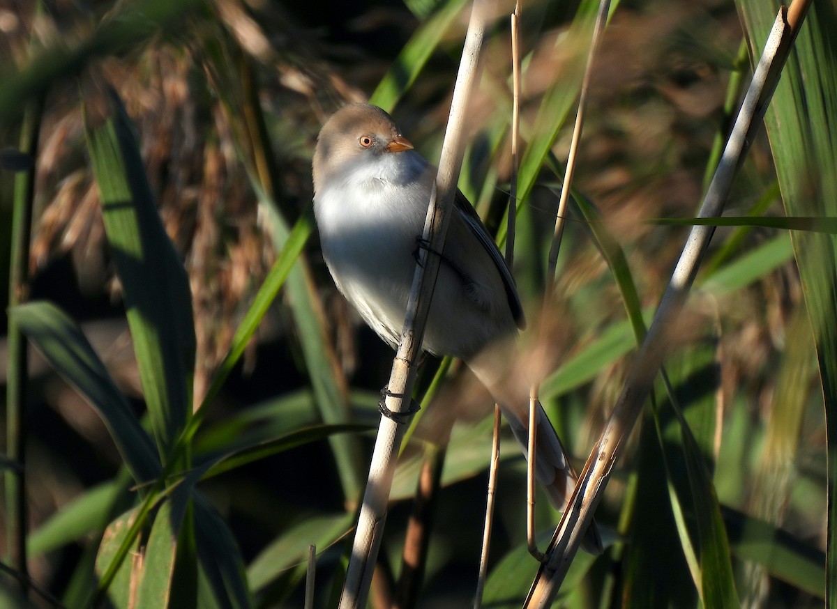 Bearded Reedling - ML624220209