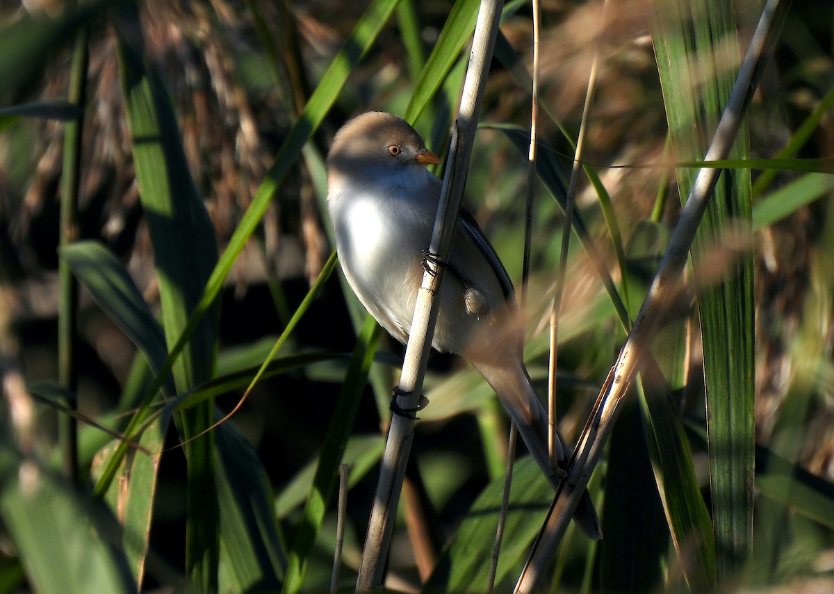 Bearded Reedling - ML624220210