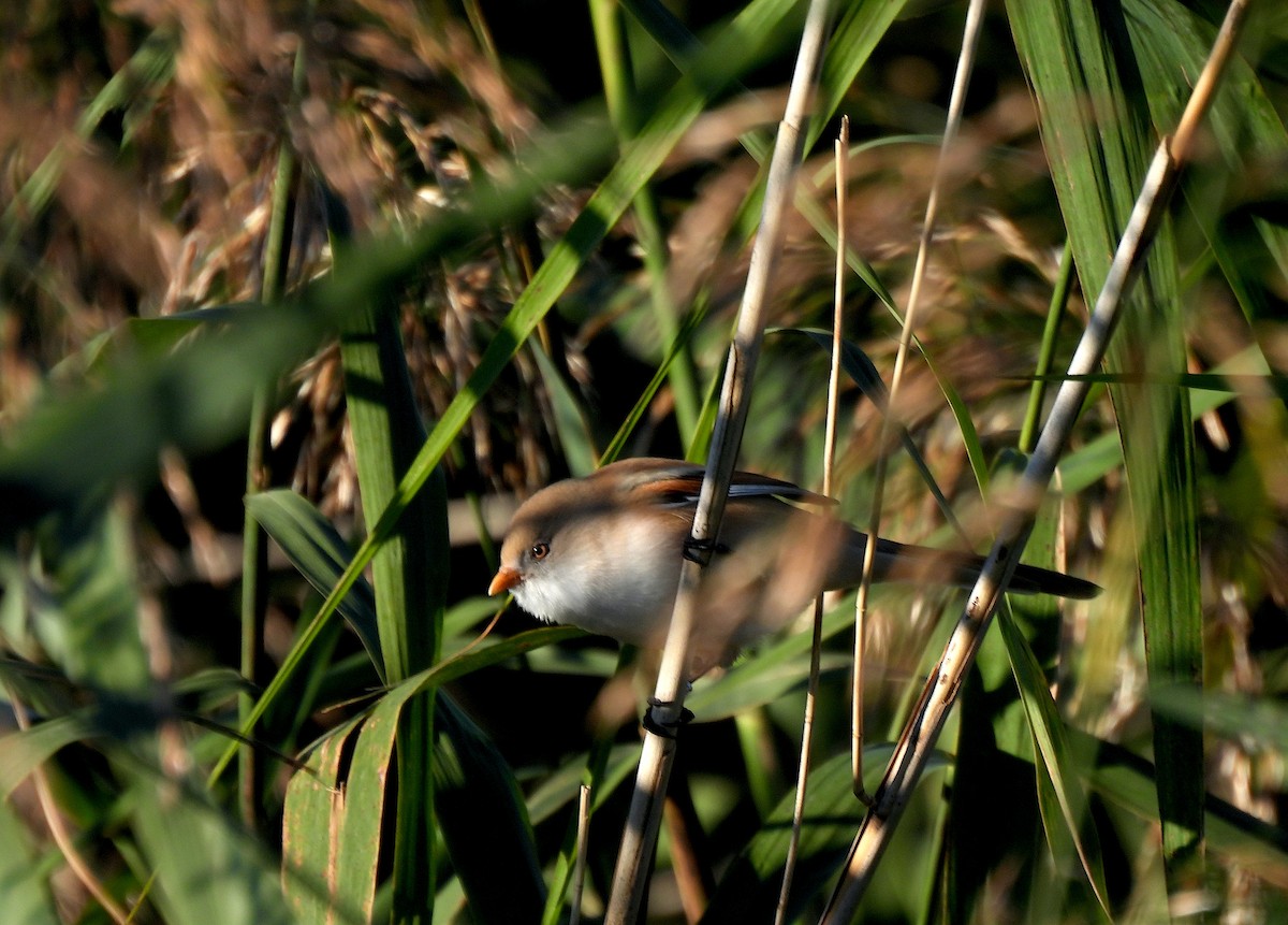 Bearded Reedling - ML624220211