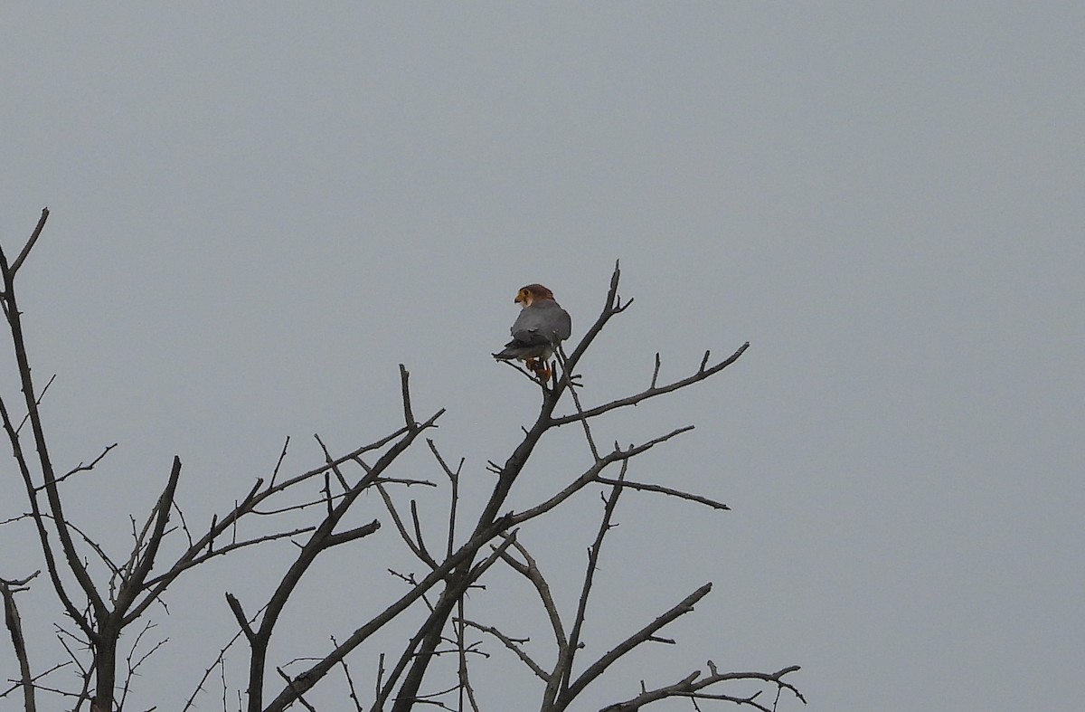 Red-necked Falcon - ML624220212