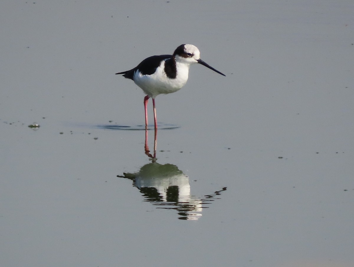 Black-necked Stilt (White-backed) - ML624220213