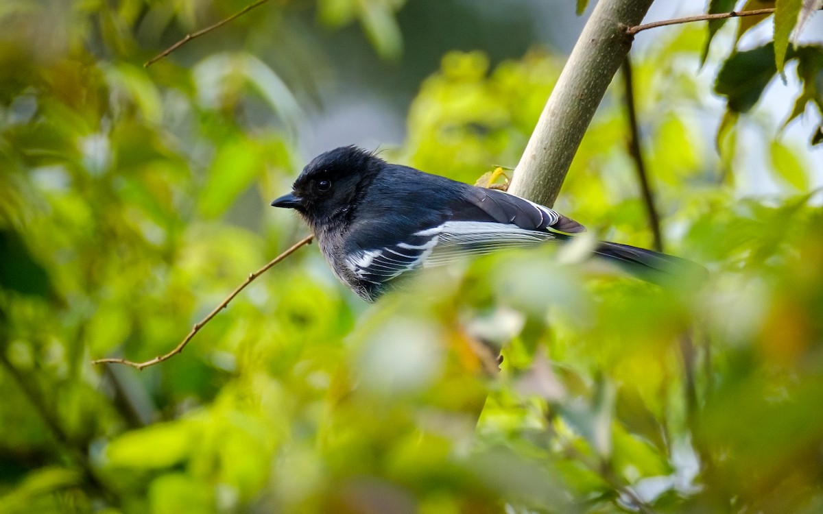 Southern Black-Tit - ML624220215