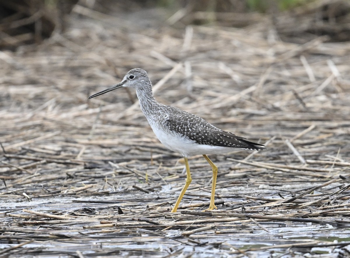 Greater Yellowlegs - ML624220216