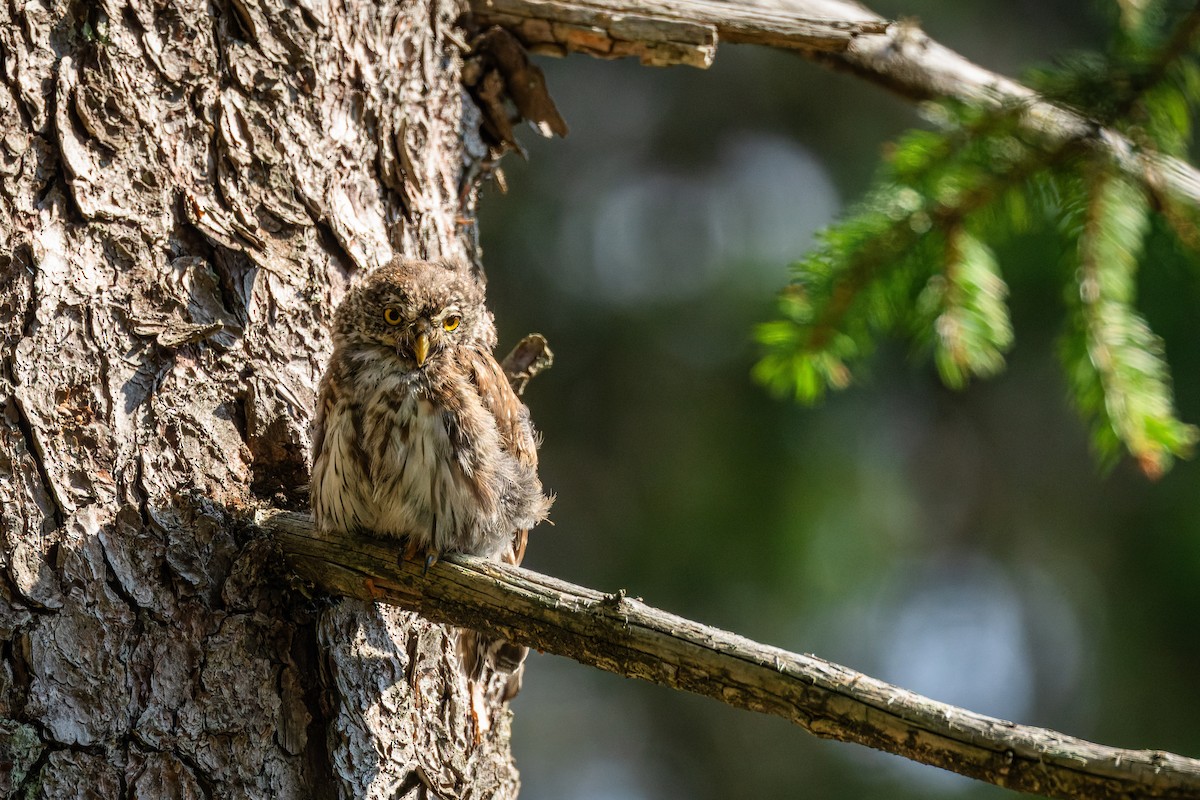 Eurasian Pygmy-Owl - ML624220217