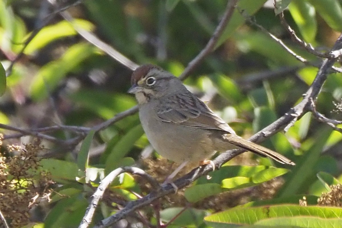 Rufous-crowned Sparrow - ML624220218