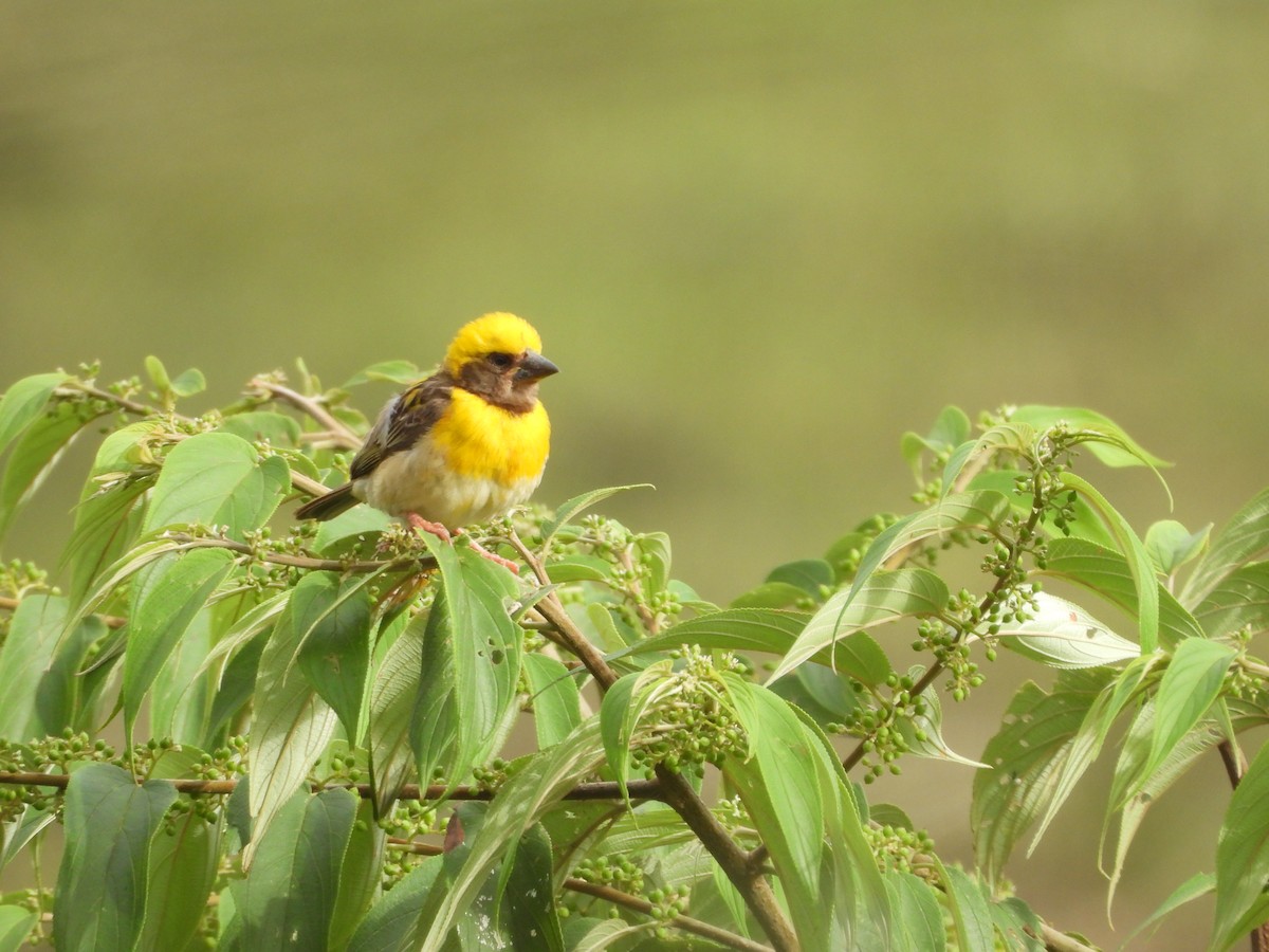 Baya Weaver - ML624220219