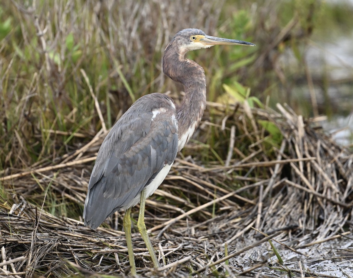 Tricolored Heron - ML624220220