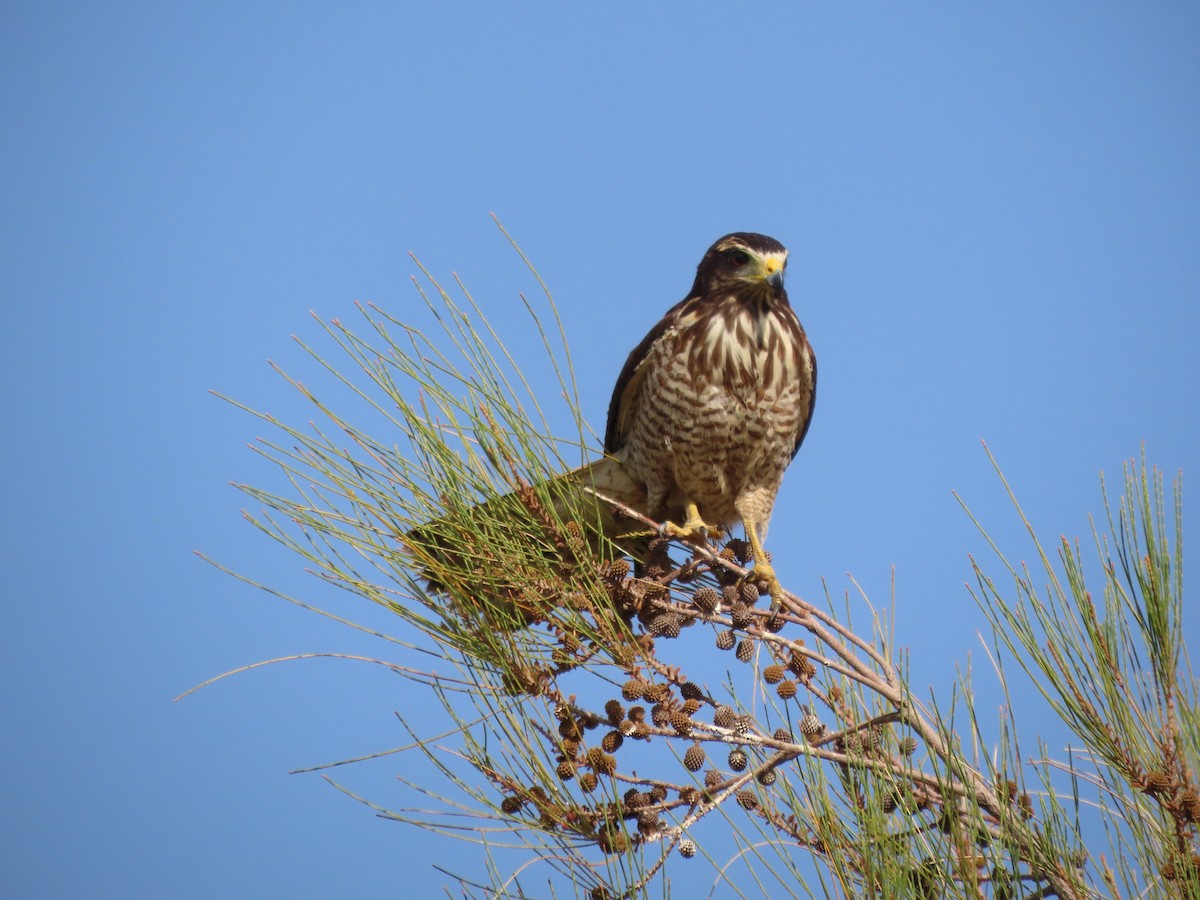 Roadside Hawk - ML624220221