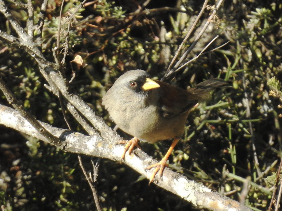 Rufous-backed Inca-Finch - David Cristóbal Huertas