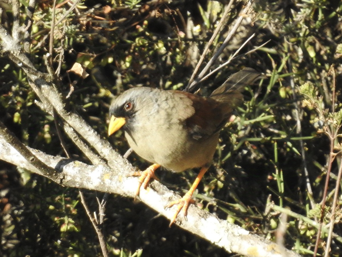 Rufous-backed Inca-Finch - ML624220230