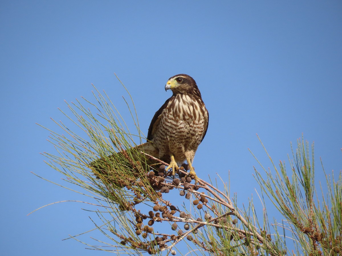 Roadside Hawk - ML624220231